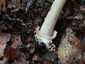 Rőt selyemgomba (Amanita fulva), Zemplén
